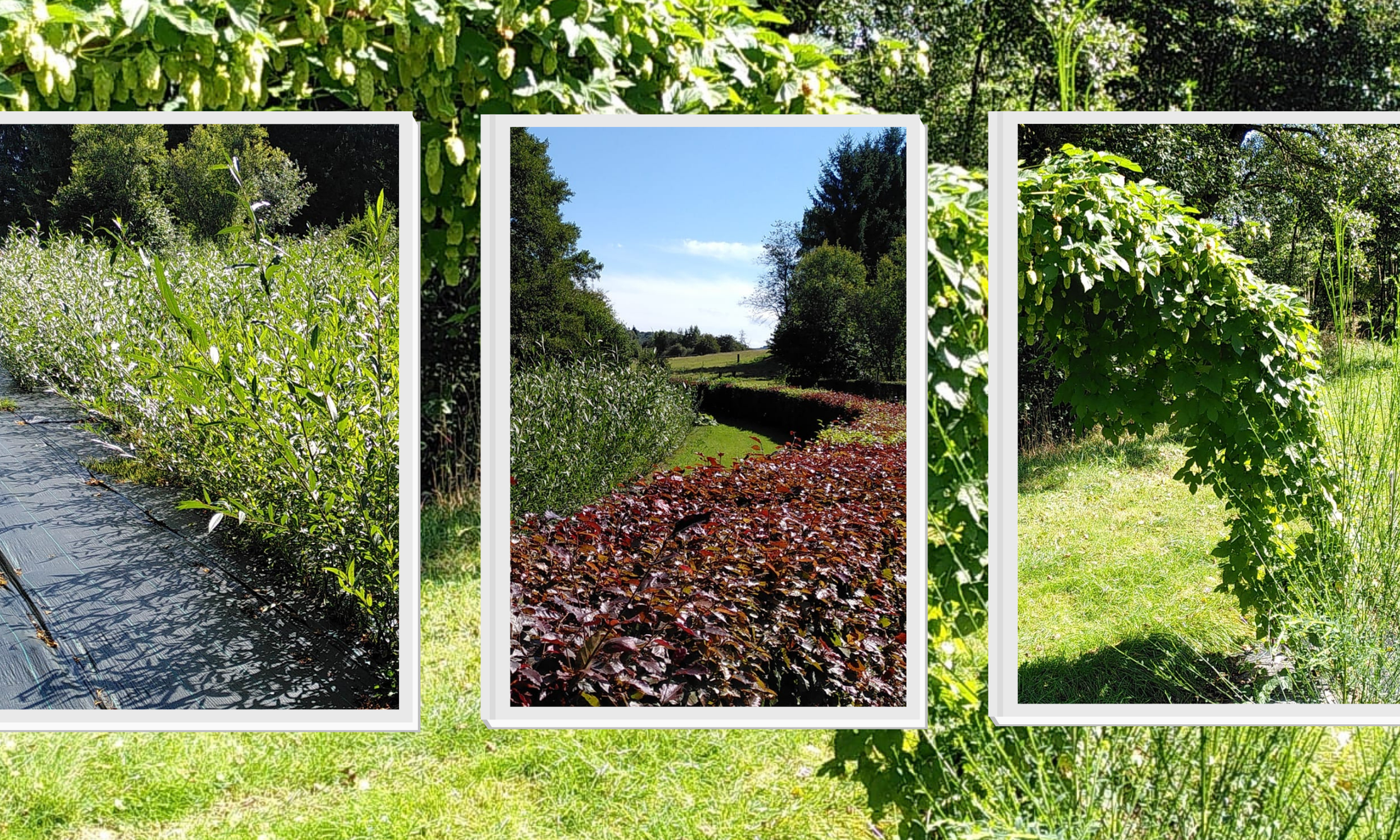 L’Oseraie de la Pirée (4)