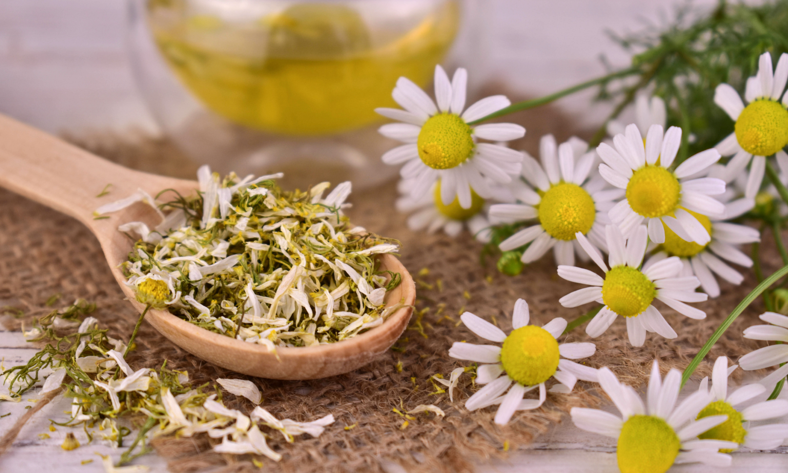 Formation plantes médicinales (1)